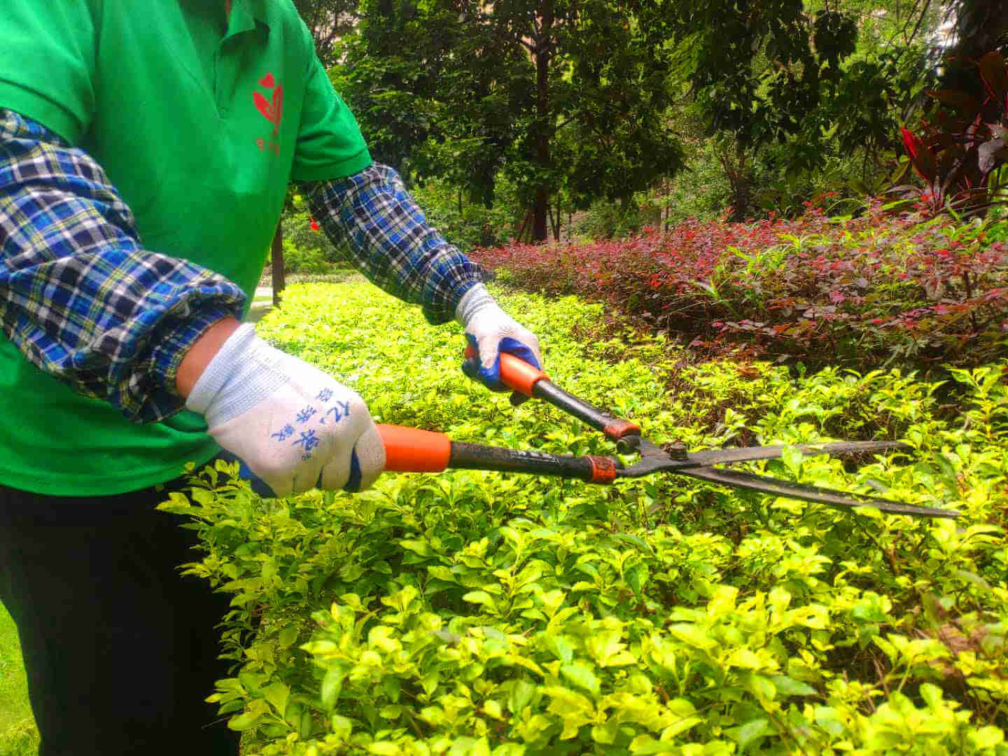 綠化養(yǎng)護(hù) 綠化養(yǎng)護(hù)