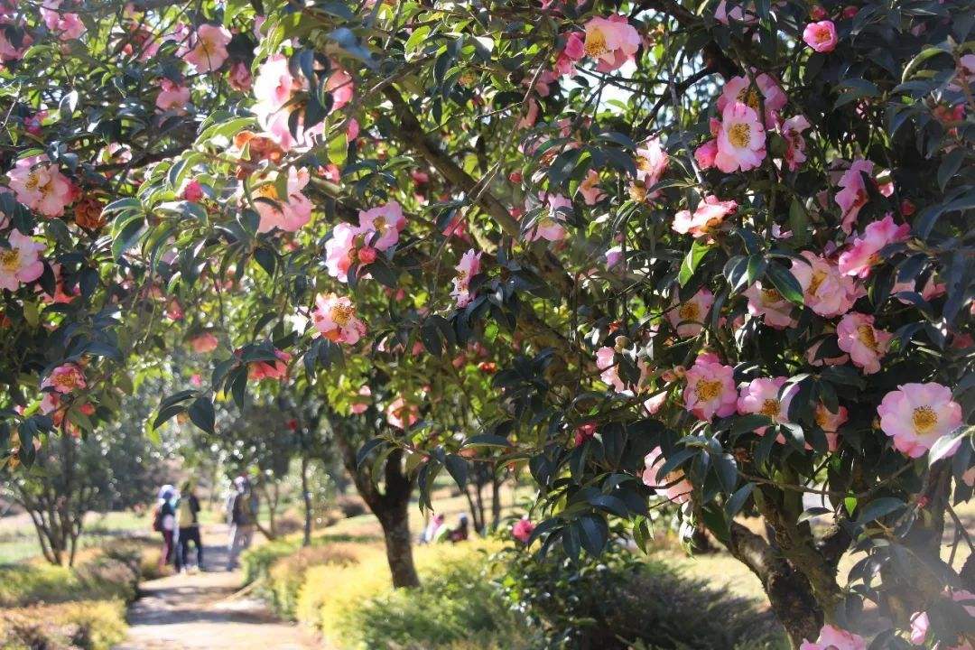 山茶花的綠化養護小技巧 山茶花的綠化養護小技巧