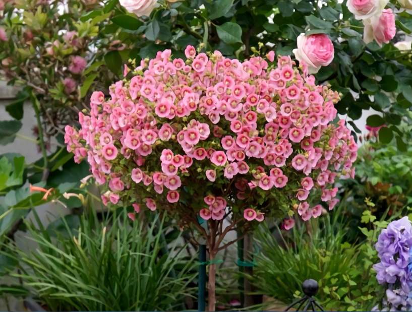 小木槿的綠化養護