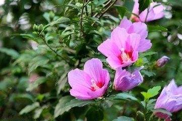 木槿花的綠化養護技巧