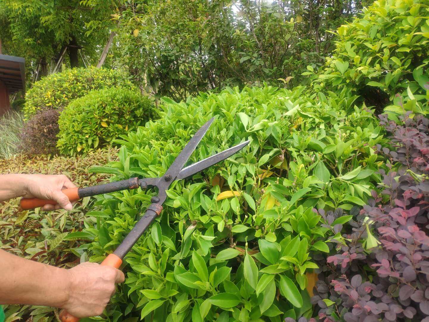 小區(qū)綠化養(yǎng)護(hù) 小區(qū)綠化養(yǎng)護(hù)