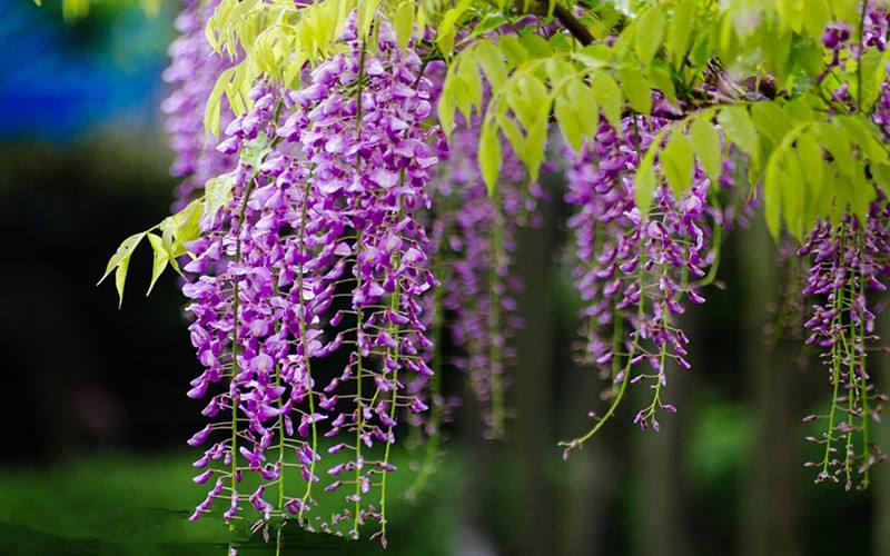 紫藤花的綠化養護