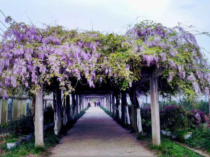 紫藤花的綠化養護 紫藤花的綠化養護
