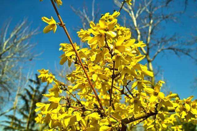 連翹的綠化養護