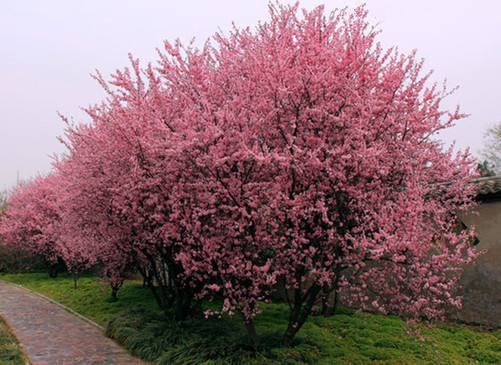 紫葉李的綠化養(yǎng)護(hù)