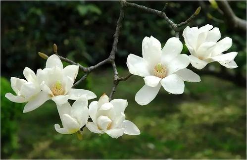 種植白蘭花的條件