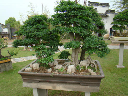 綠化養護盆景的修剪