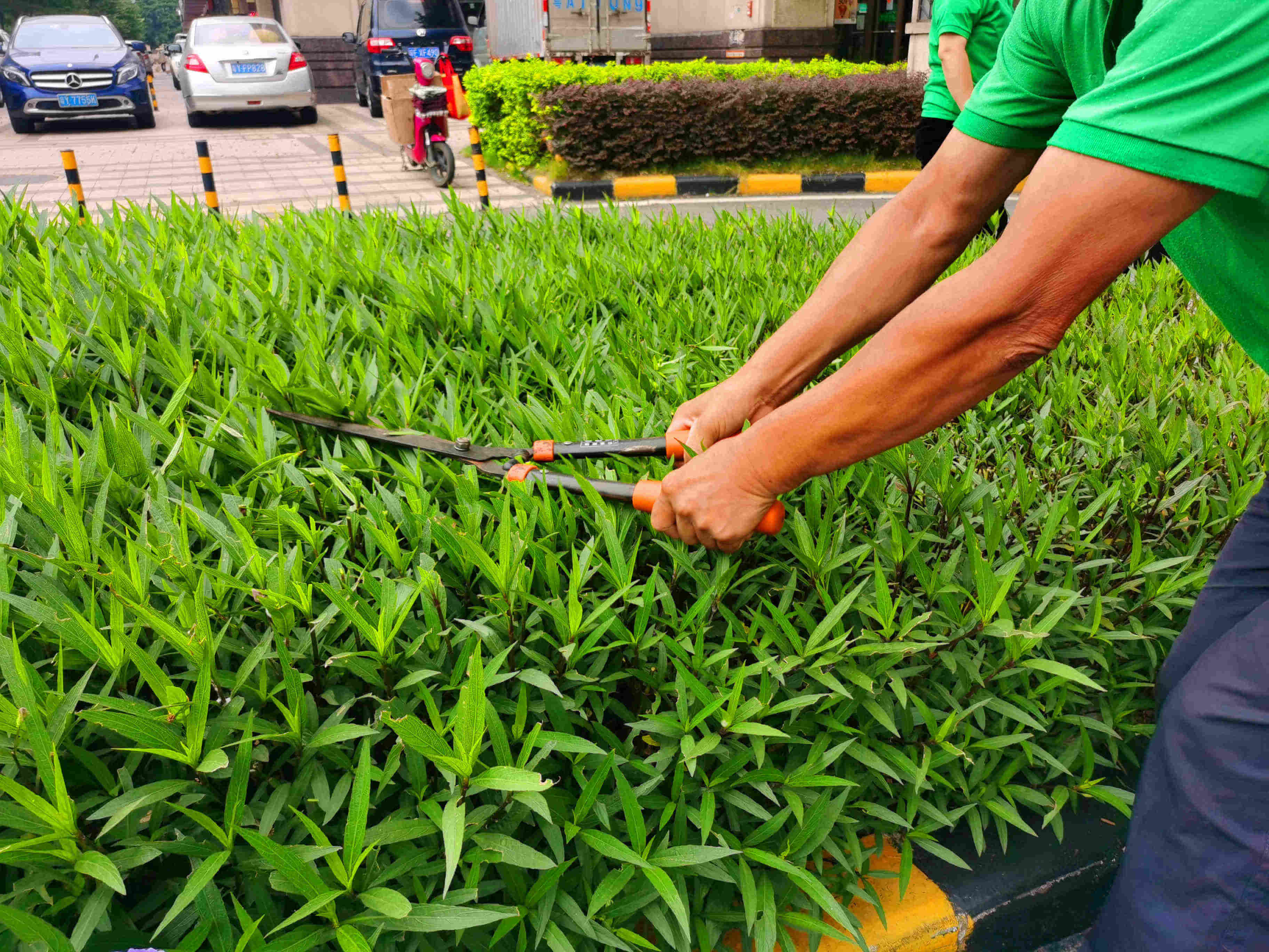 綠化養(yǎng)護修剪 綠化養(yǎng)護修剪