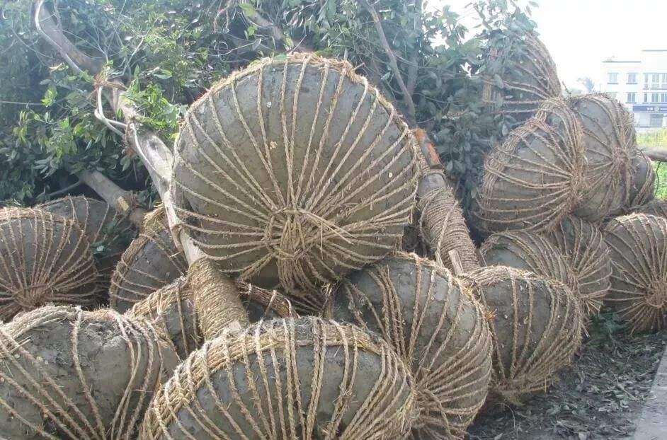 綠化養(yǎng)護(hù)移栽苗木