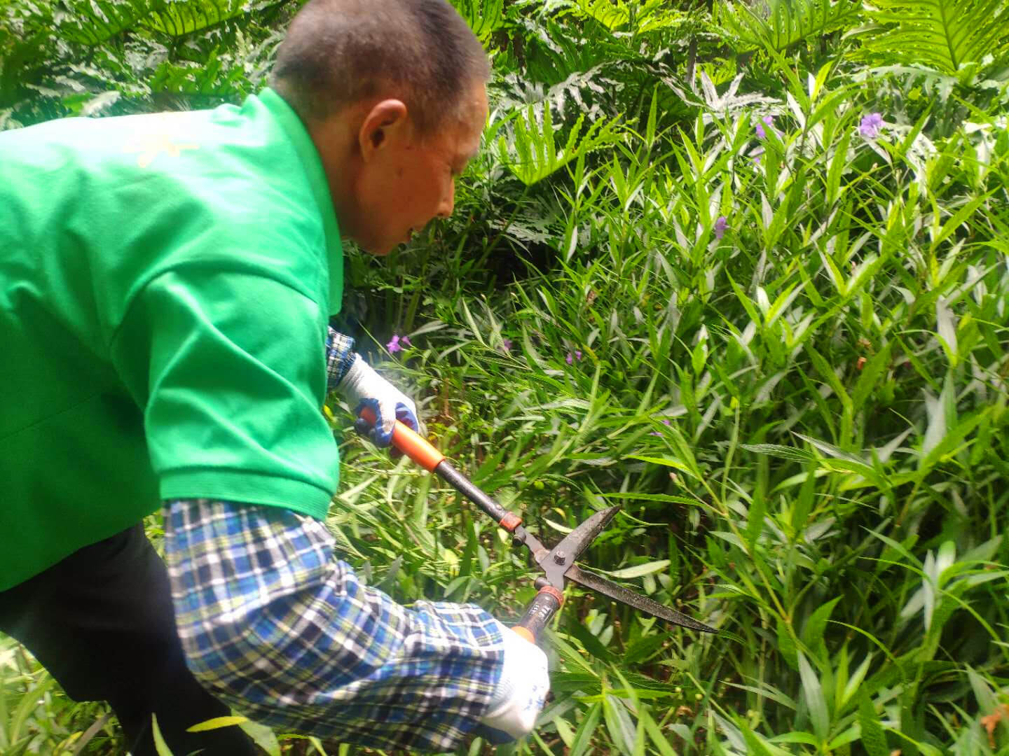 小區綠化養護 小區綠化養護