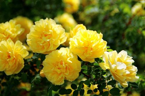 黃玫瑰的綠化養(yǎng)護 黃玫瑰的綠化養(yǎng)護