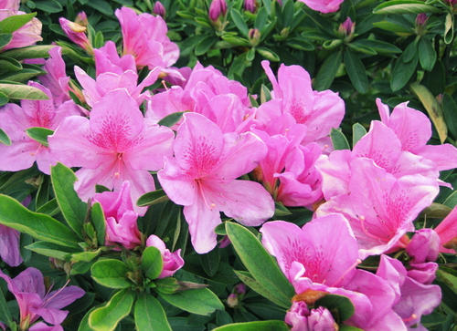 廣州綠化養護四季杜鵑 廣州綠化養護四季杜鵑