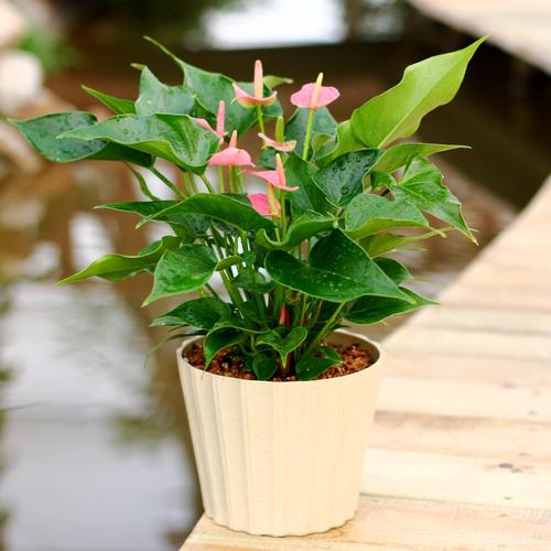 廣州綠化養(yǎng)護粉掌