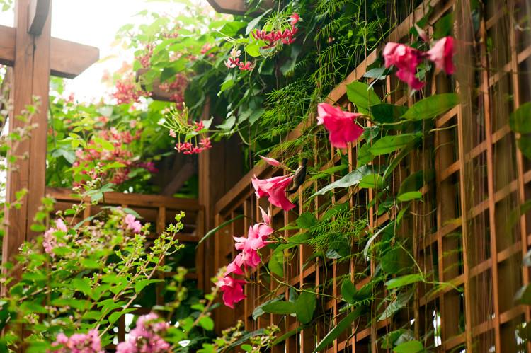 飄香藤廣州綠化養護 飄香藤廣州綠化養護