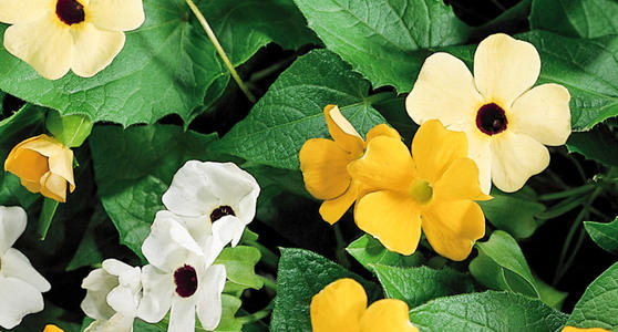 黑眼蘇珊的綠化養護