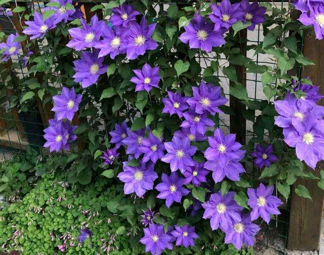 鐵線蓮的綠化養護