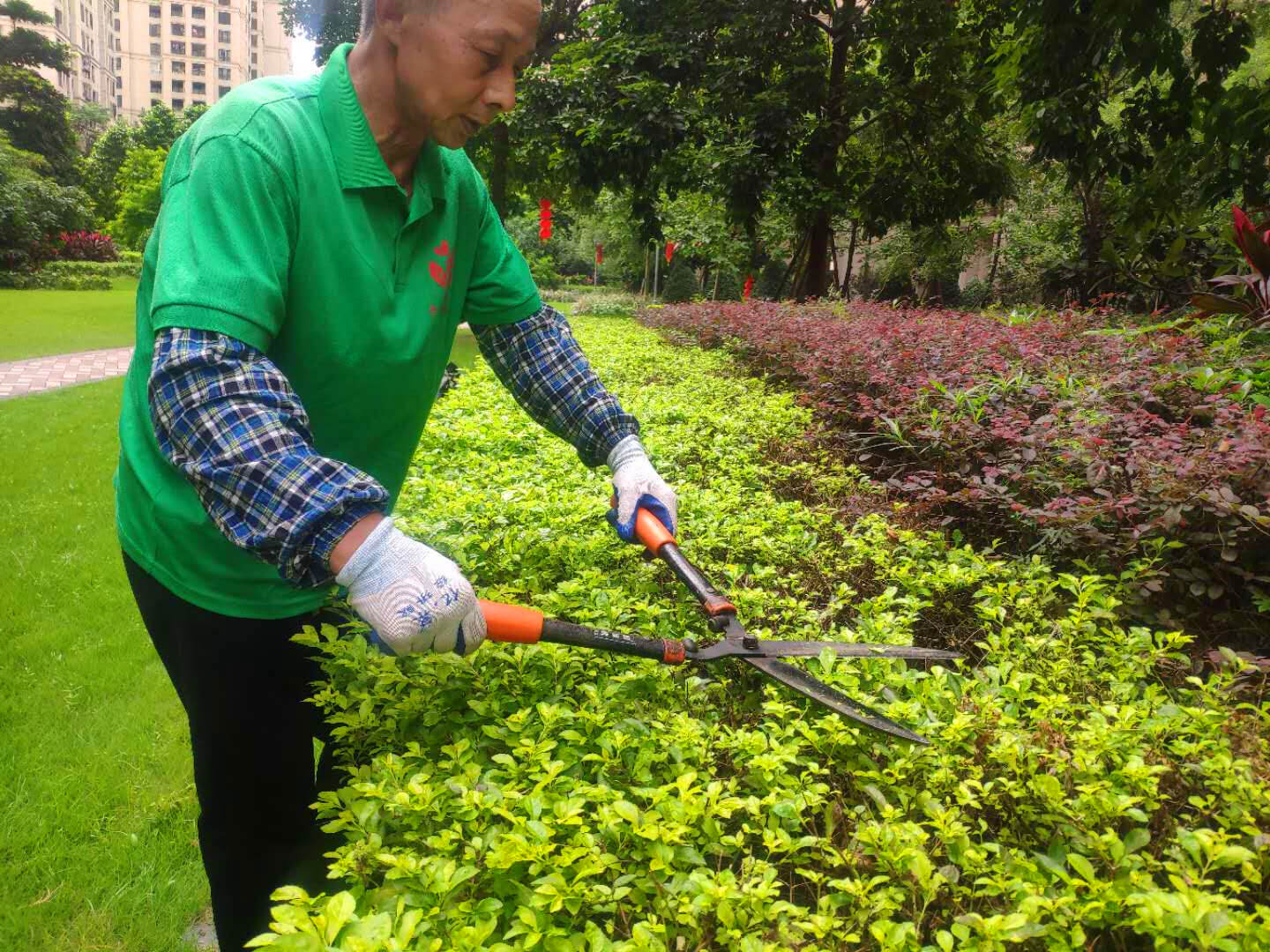 小區綠化養護修剪