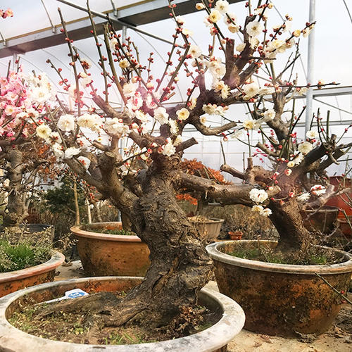 小區綠化養護梅花老樁