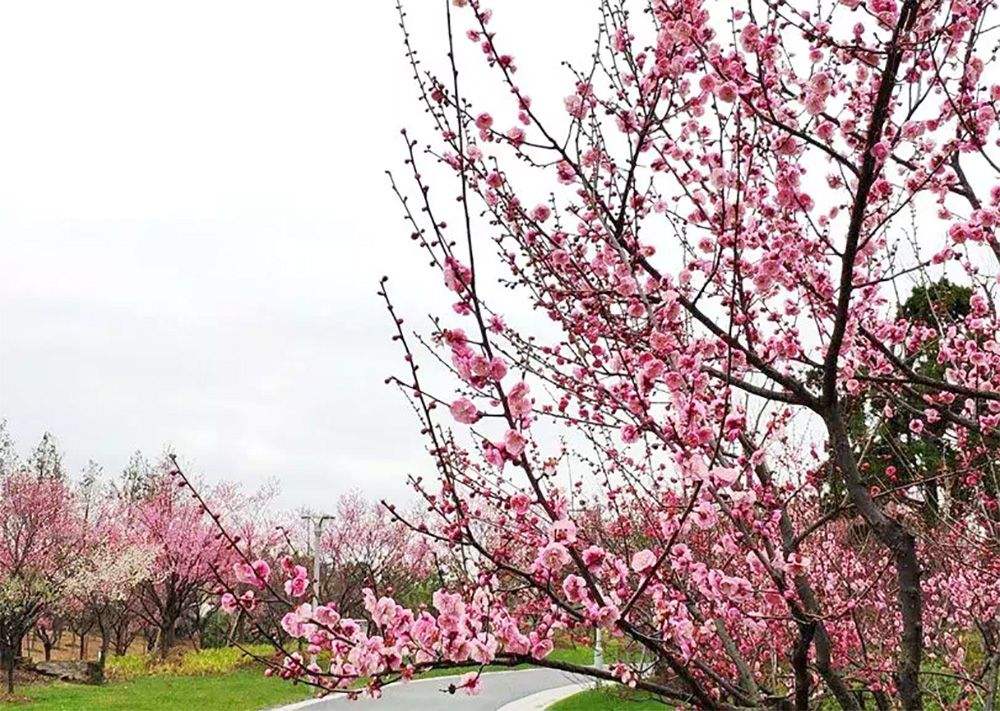 小區綠化養護梅花的養護