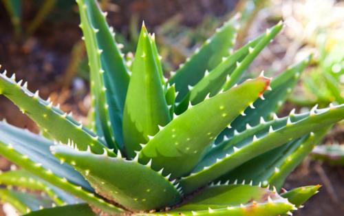 小區(qū)綠化養(yǎng)護