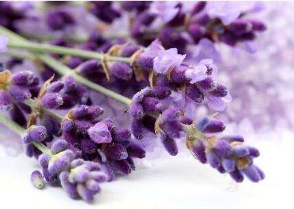 小區綠化養護薰衣草