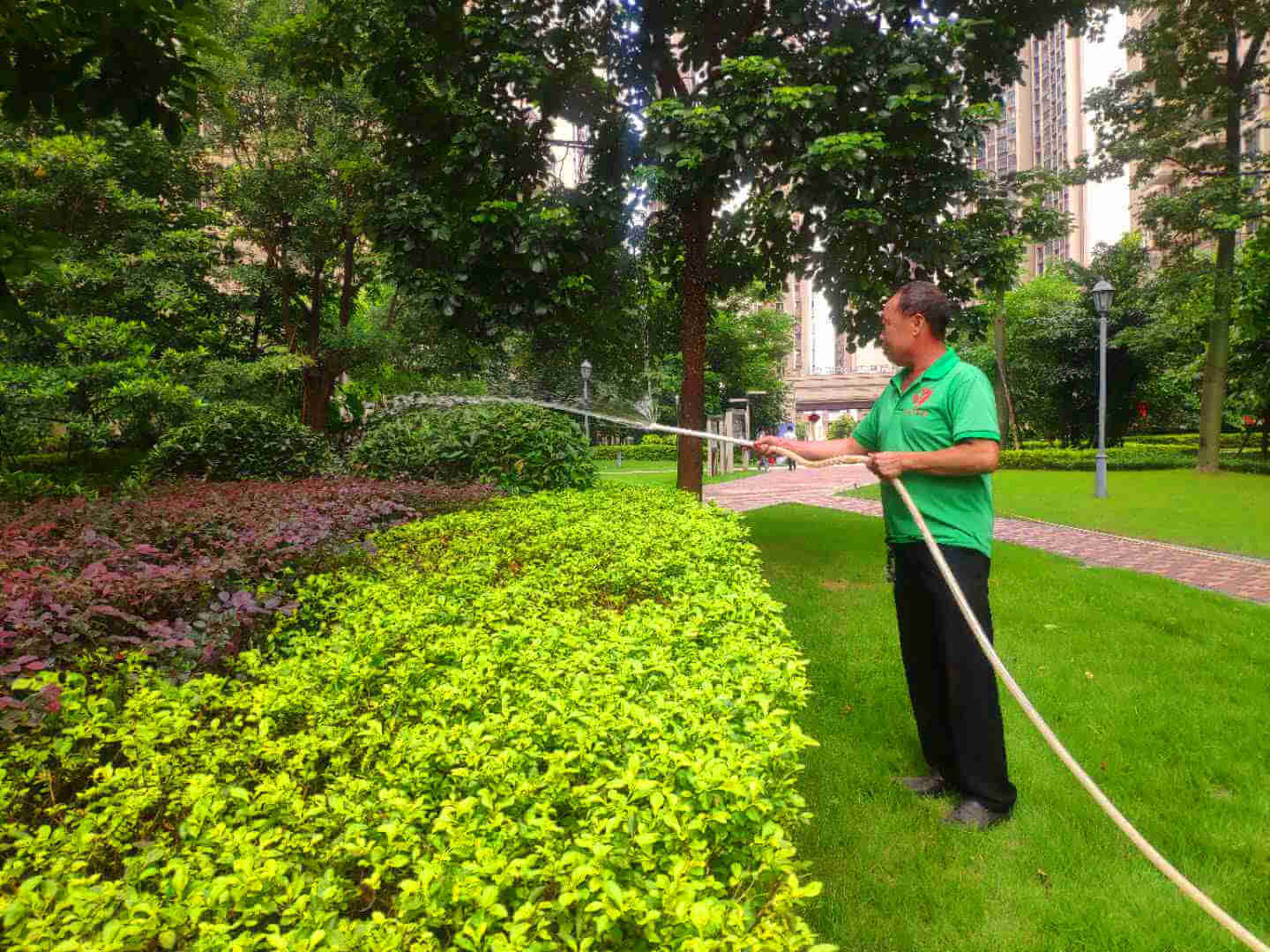 綠化苗木的養(yǎng)護