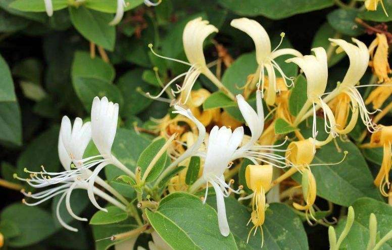 小區(qū)綠化養(yǎng)護(hù)金銀花的種植