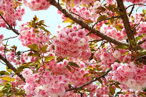 小區綠化養護櫻花樹