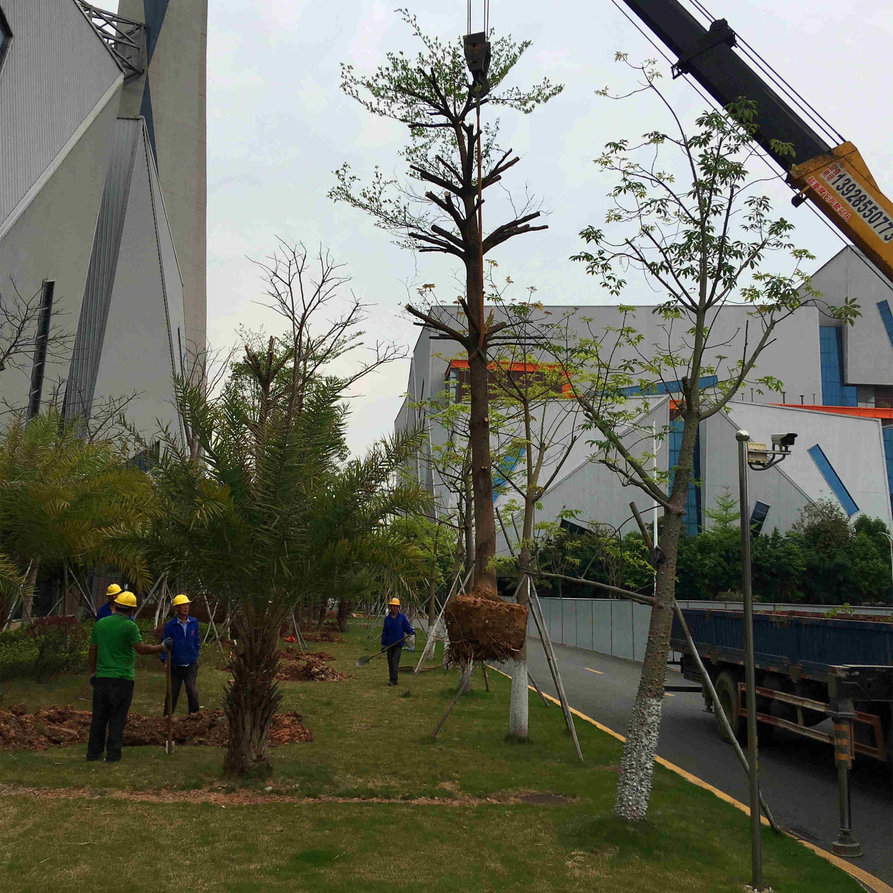 綠化養護移植苗木