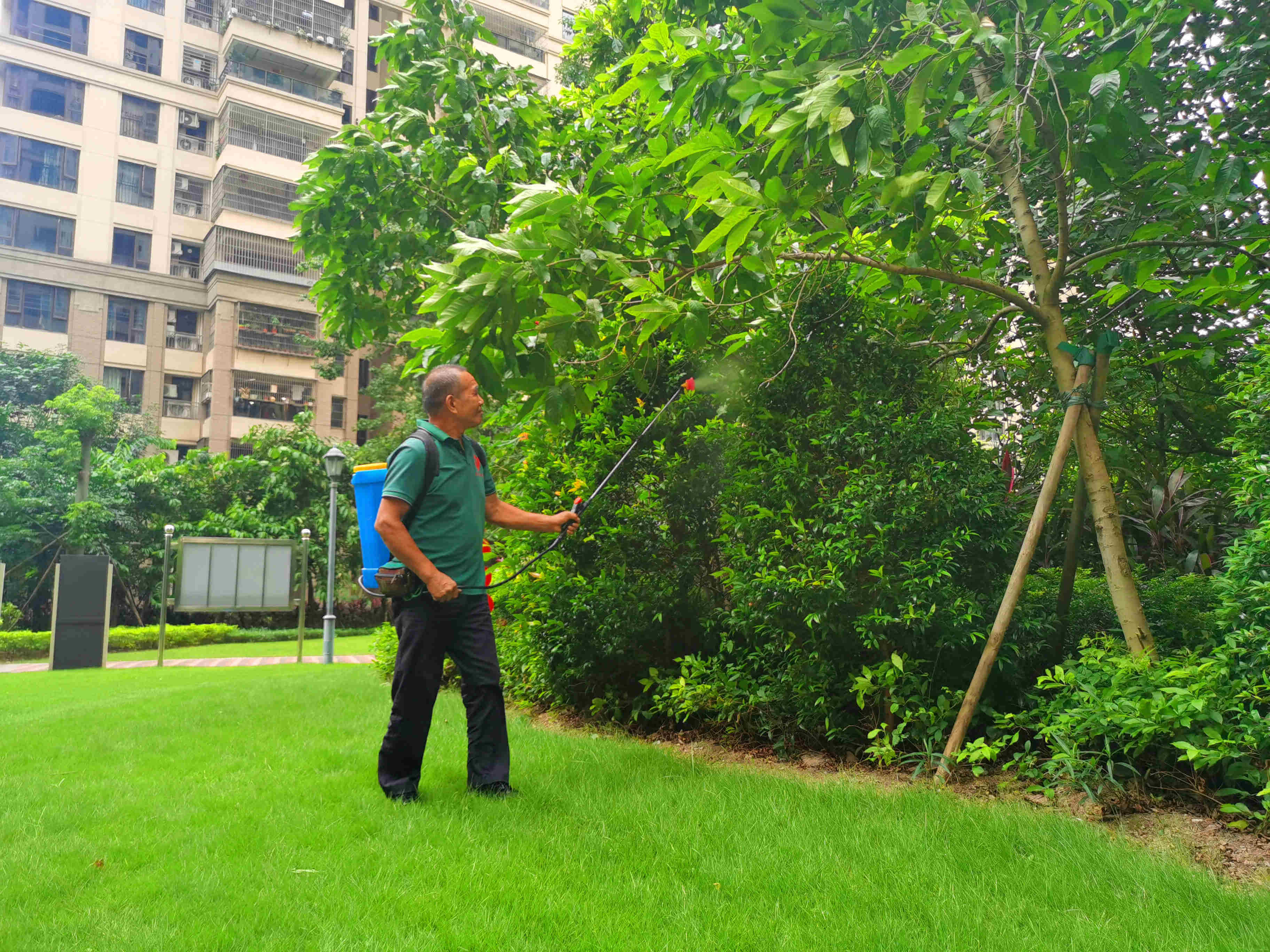 綠化苗木的施肥