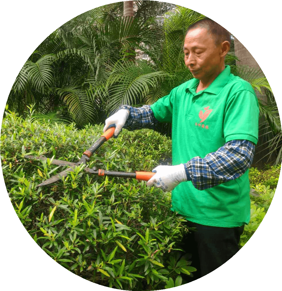 園林綠化養護修剪