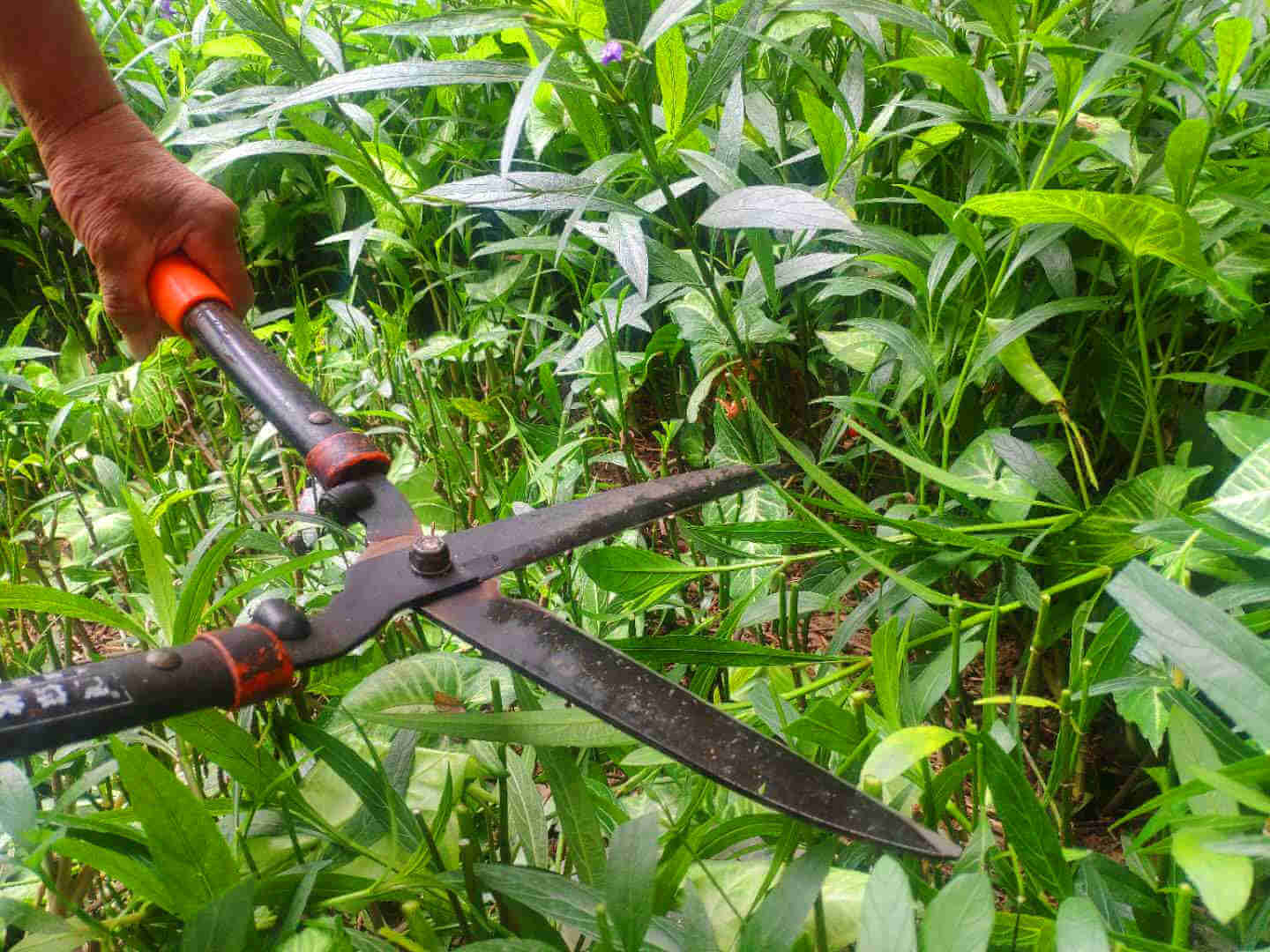 工廠綠化養護修剪