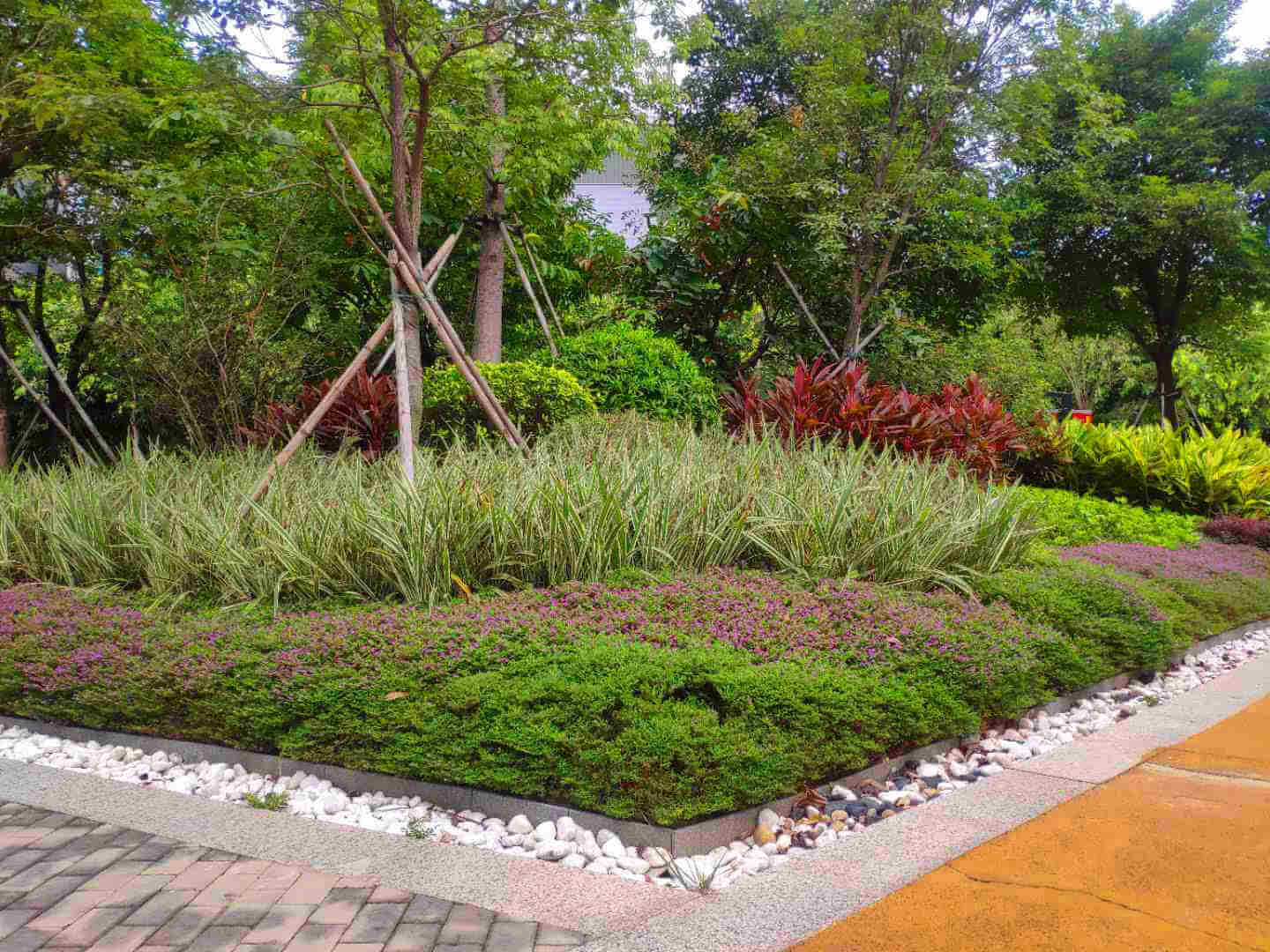 綠化苗木 綠化苗木