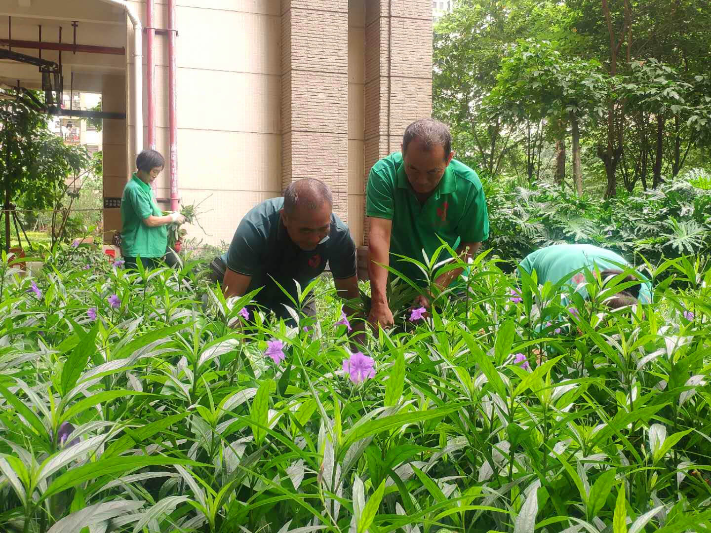 佛山綠化養(yǎng)護(hù)