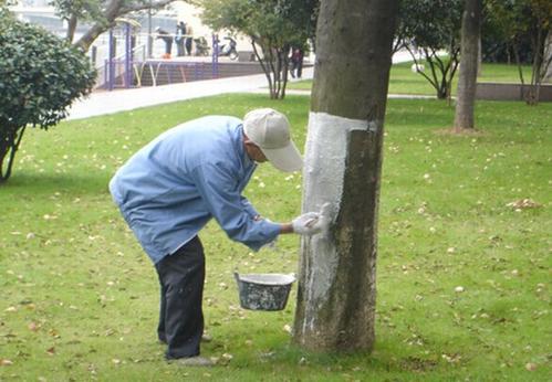 小區(qū)綠化養(yǎng)護(hù)樹(shù)木涂白