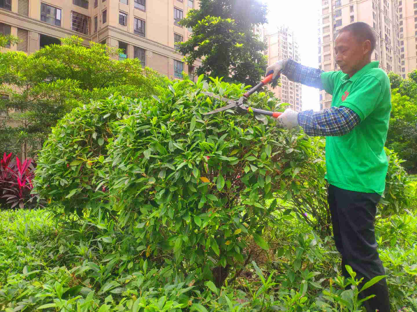 小區綠化養護修剪工作