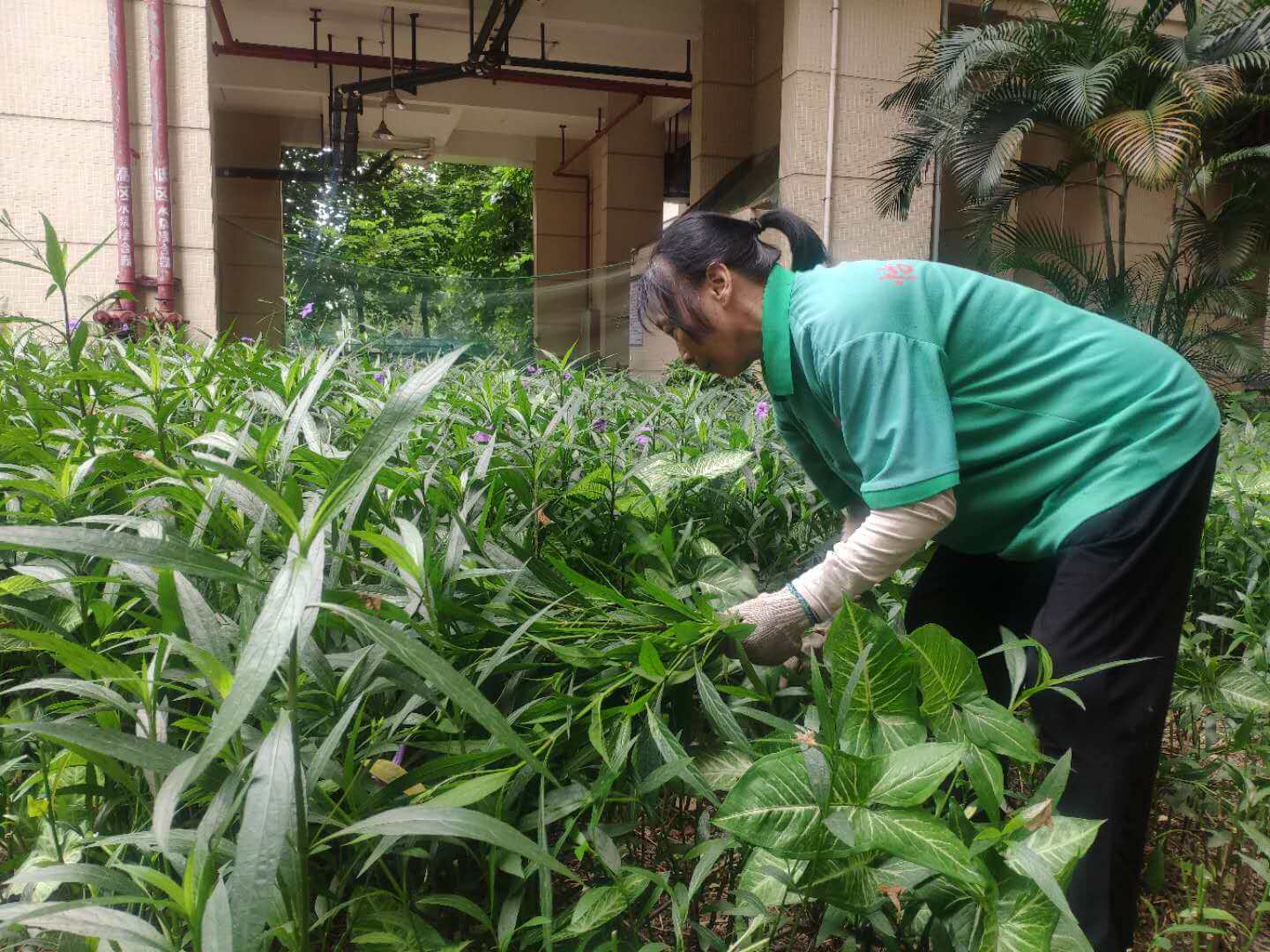 小區綠化養護修剪