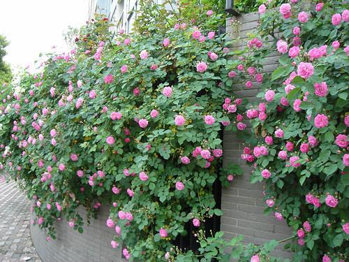 綠化養(yǎng)護(hù)飄香藤