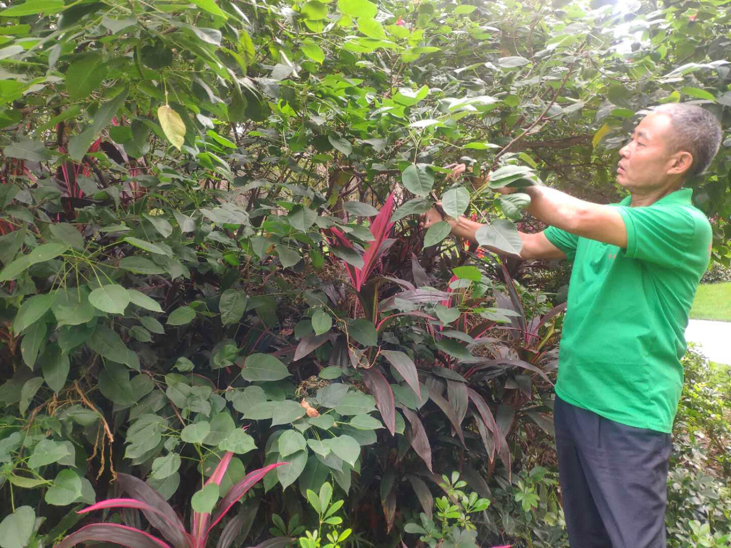 小區(qū)綠化養(yǎng)護(hù)修剪