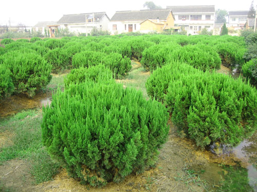 小區(qū)綠化養(yǎng)護(hù)龍柏球的養(yǎng)護(hù)