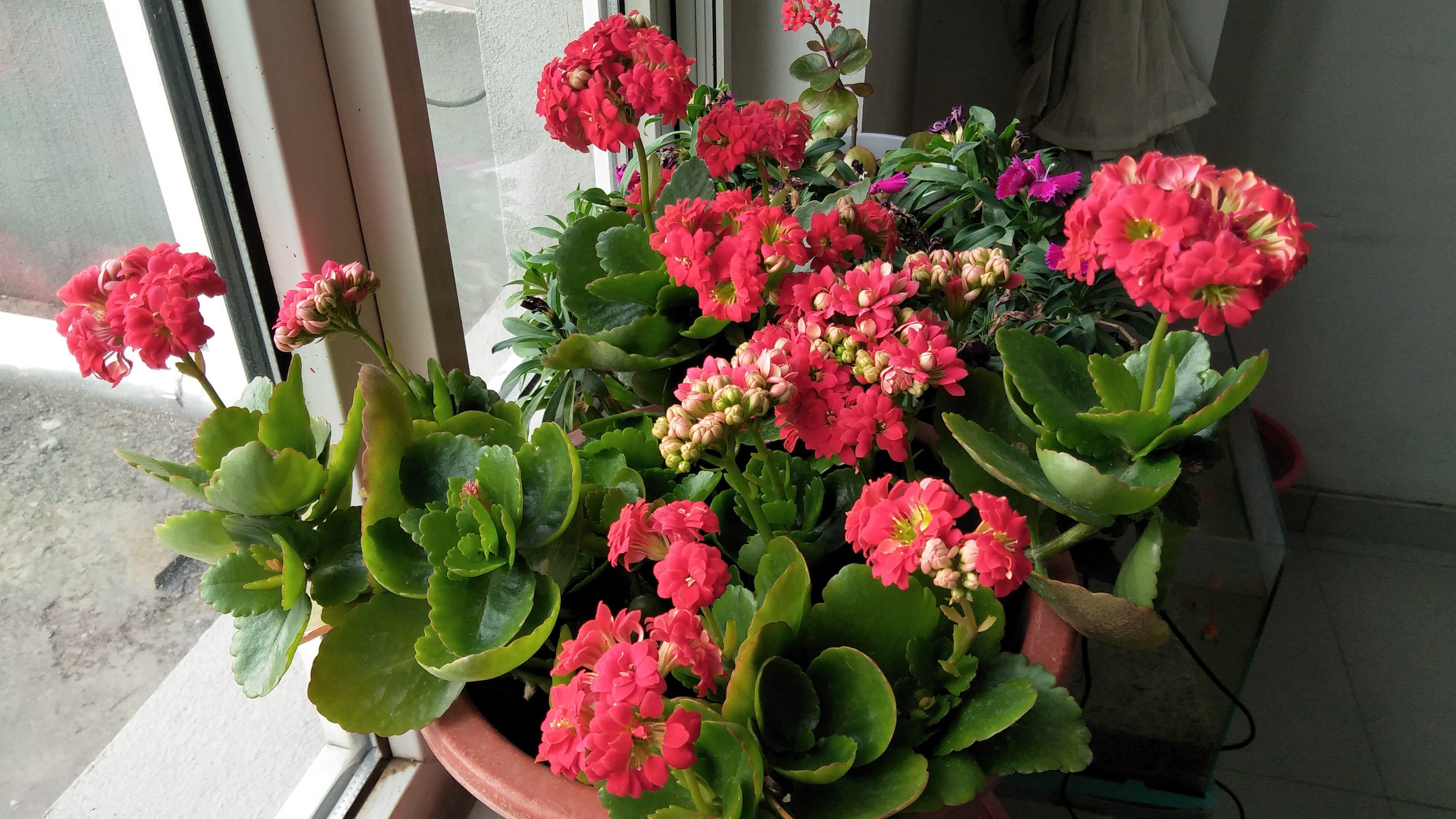 長壽花的綠化養護