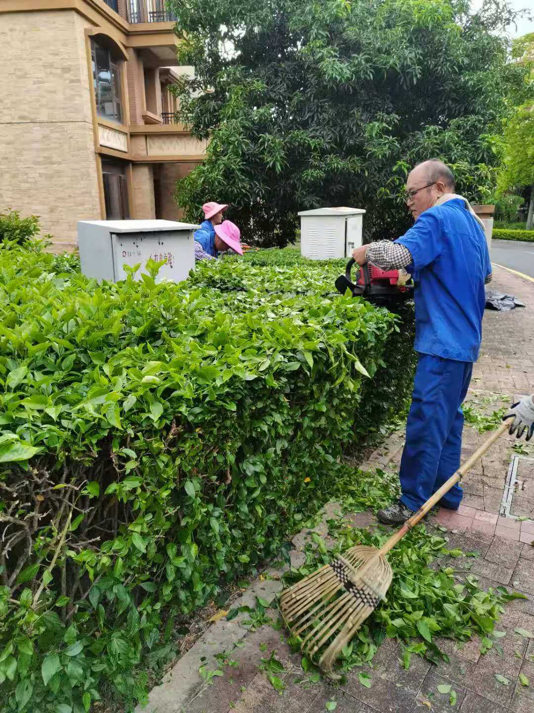 小區綠化養護修剪 小區綠化養護修剪