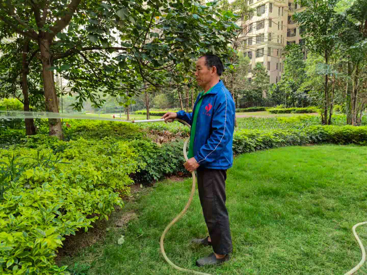 廣州園林綠化養(yǎng)護,廣州園林綠化養(yǎng)護公司,園林綠化養(yǎng)護 廣州園林綠化養(yǎng)護,廣州園林綠化養(yǎng)護公司,園林綠化養(yǎng)護