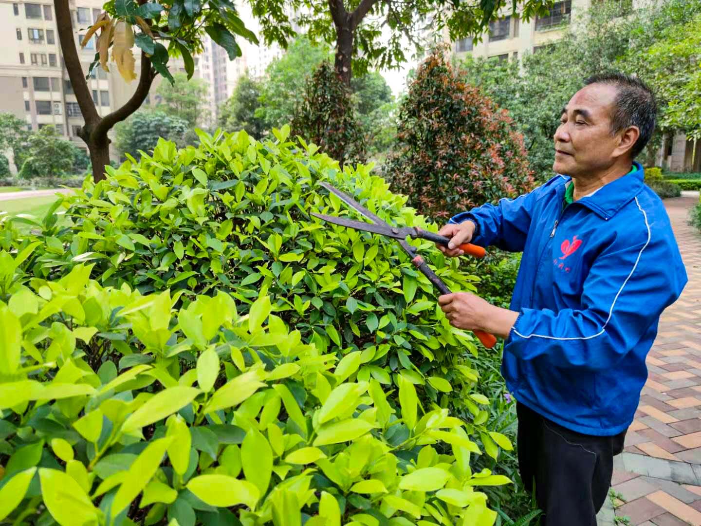 廣州園林綠化養(yǎng)護,廣州園林綠化養(yǎng)護公司,園林綠化養(yǎng)護 廣州園林綠化養(yǎng)護,廣州園林綠化養(yǎng)護公司,園林綠化養(yǎng)護