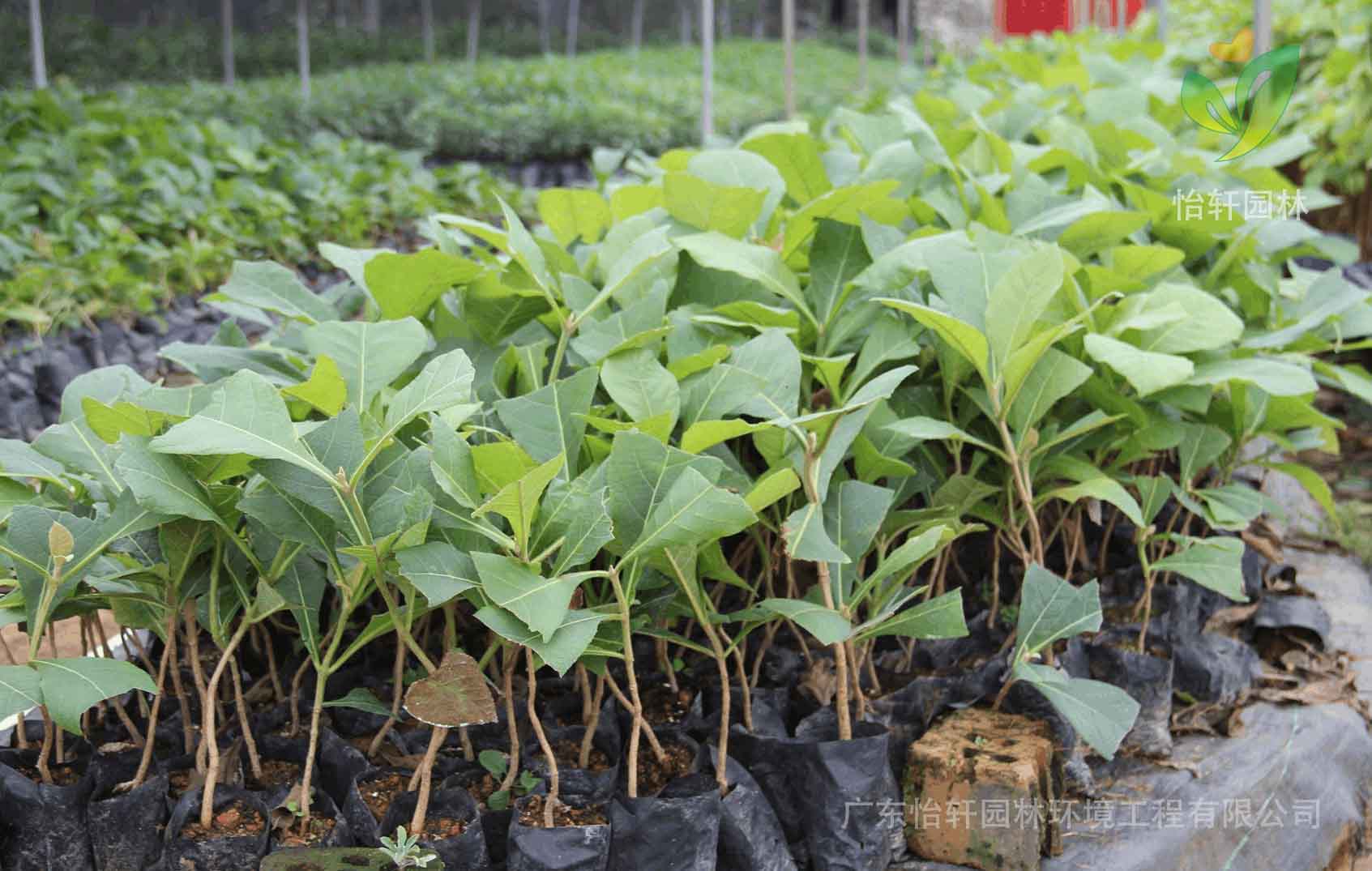 綠化苗木 綠化苗木