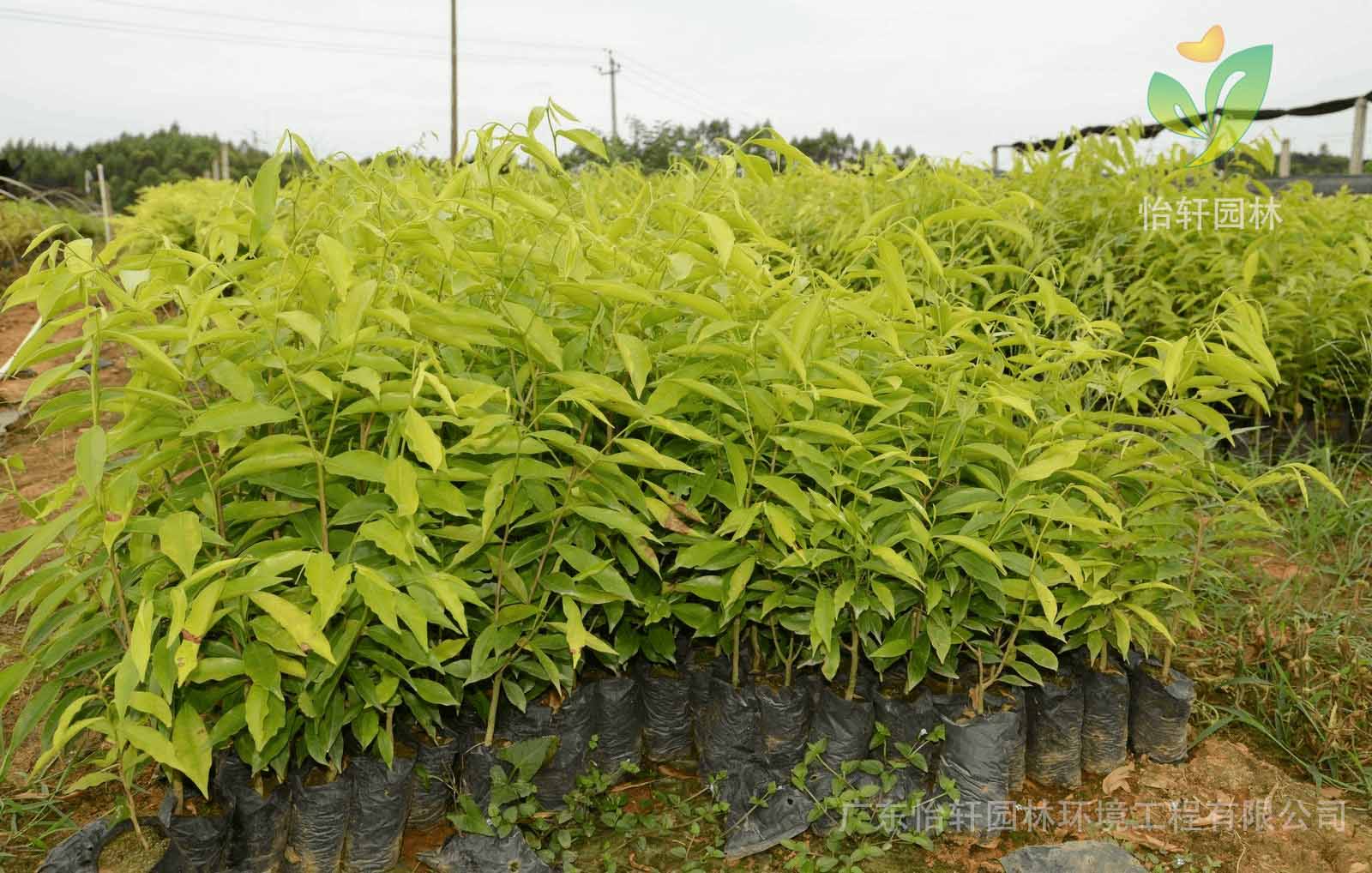 綠化苗木 綠化苗木