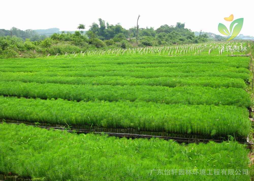 綠化苗木 綠化苗木