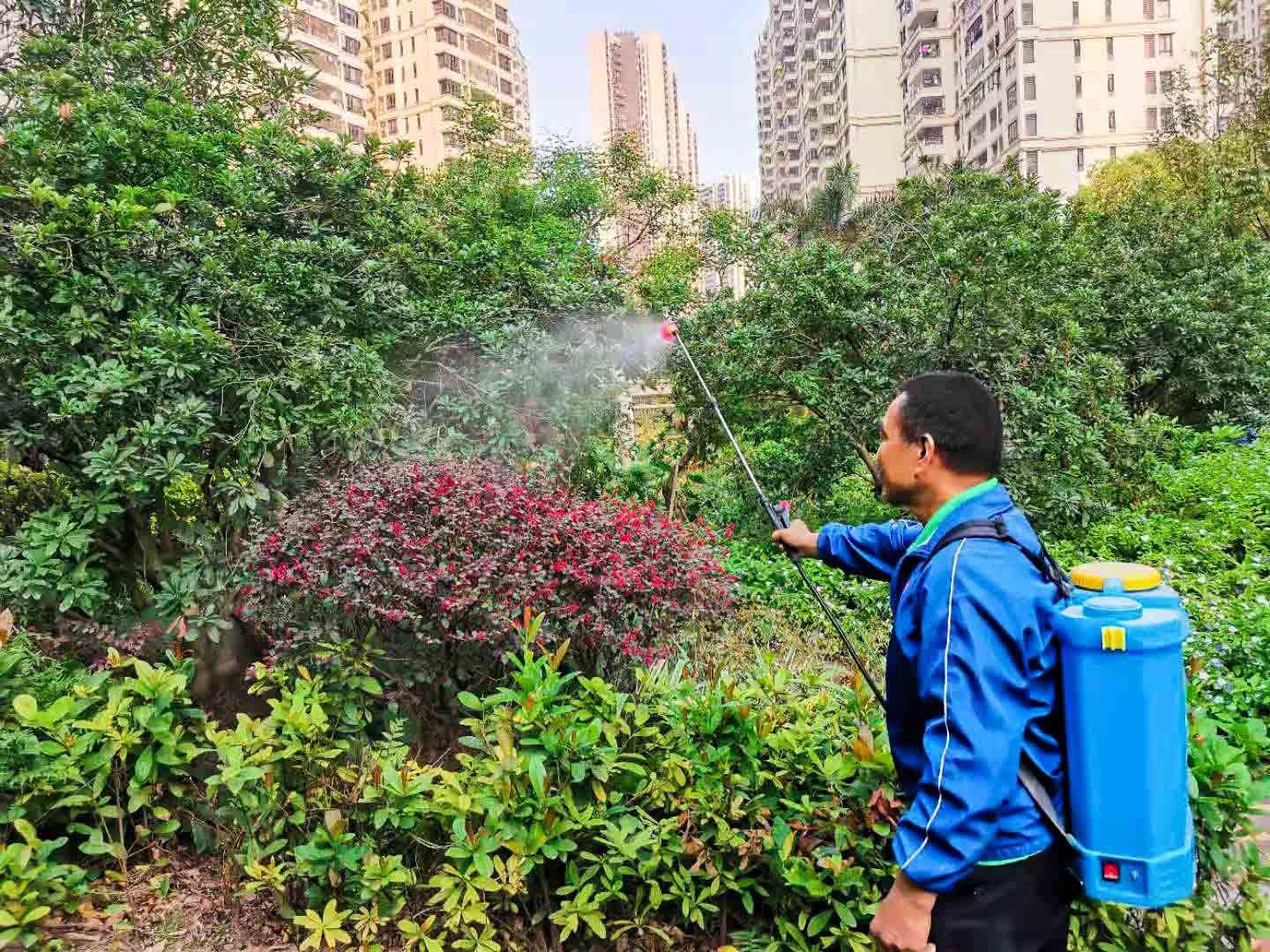 綠化養(yǎng)護(hù) 綠化養(yǎng)護(hù)