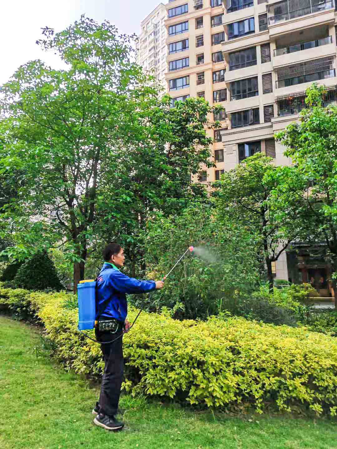 綠化養(yǎng)護(hù) 綠化養(yǎng)護(hù)