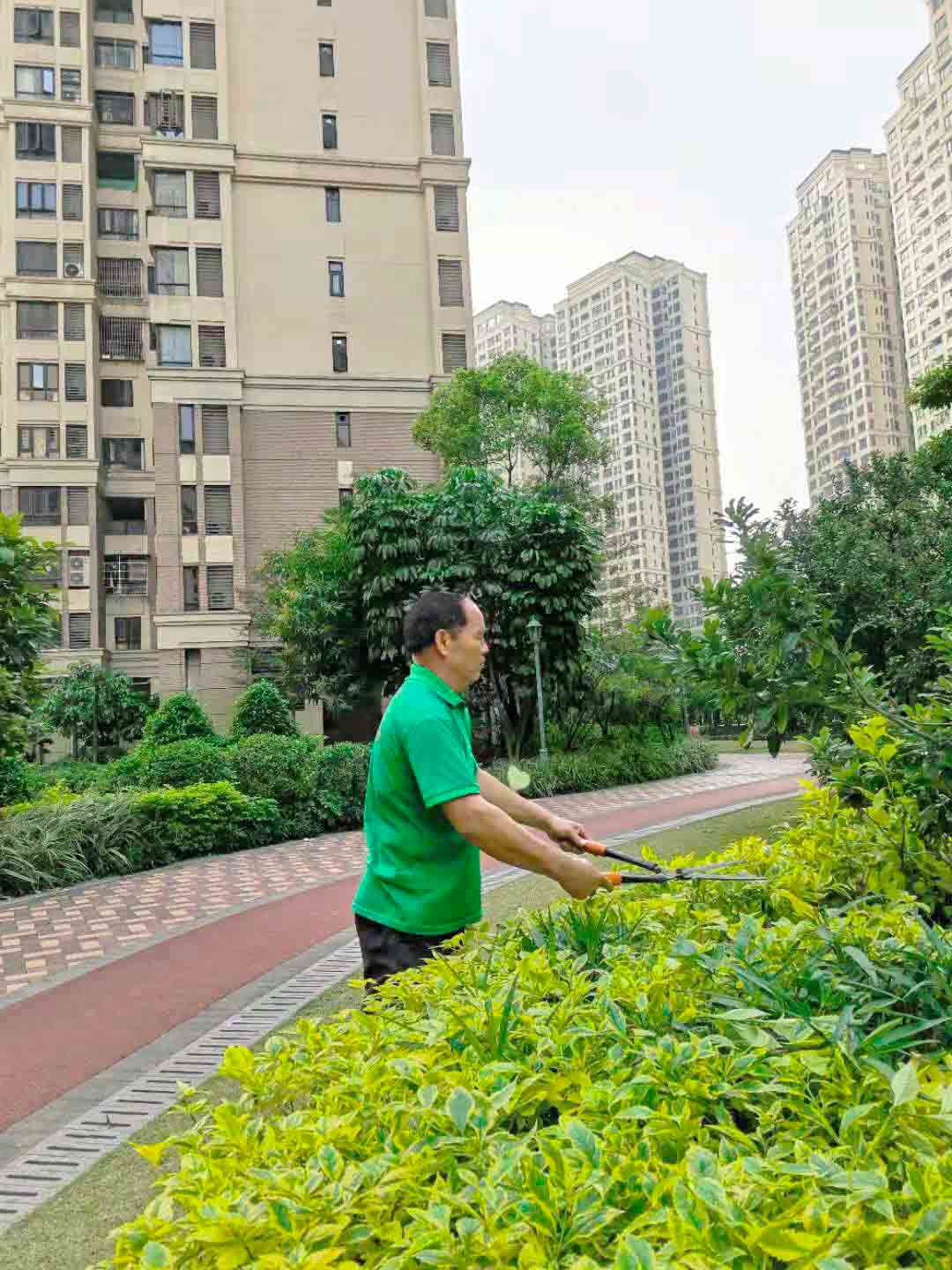 東莞綠化公司,修剪